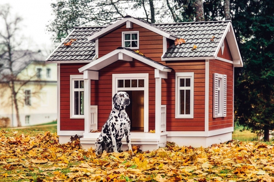Eine Villa für den Hund omag